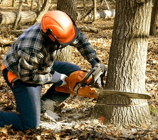 Tree Removal in New Limerick, ME
